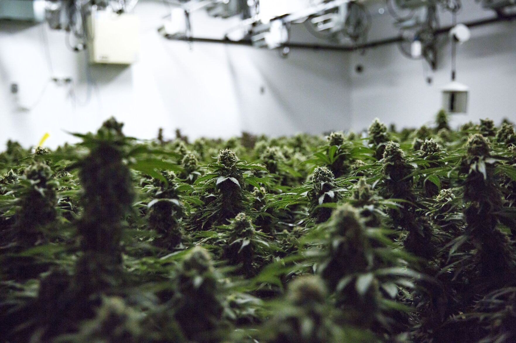 How Canada’s cannabis is tied to a global smuggling epidemic
